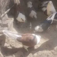 کبوتر|پرنده|بافت, |دیوار