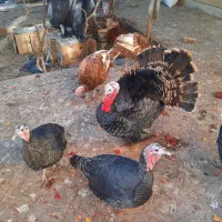 بوقلمون خانگی و ارگانیک