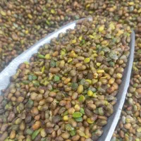 مغز پسته کوهی (بنه)|خوردنی و آشامیدنی|تهران, قلهک|دیوار