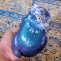 کبوتر کله ماستی نر