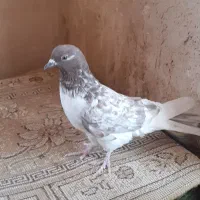 کفتر یا کبوتر پرشی|پرنده|ساوه, |دیوار
