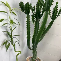 رهن و اجاره واحد تجاری حافظ