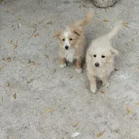 توله سه ماهه شیتزو