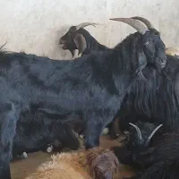 فروش کهره چبش بذری دورگ ترکی کشیده و بلند
