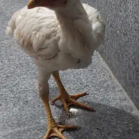 مرغ و خروس لاری|حیوانات مزرعه|بناب, |دیوار