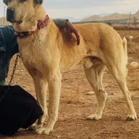 سگ پژدر