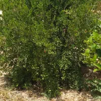خدمات باغداری ودرختکاری