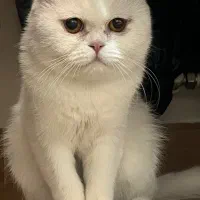 گربه ماده اسکاتیش یه سالو نیمه|گربه|کرمان, |دیوار