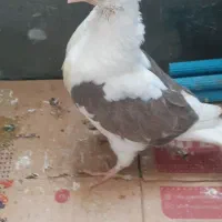 یک جوجه لکلوش تازه دان خور شده|پرنده|قم, نوبهار|دیوار