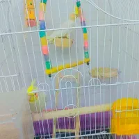 عروس هلندی|پرنده|ساوه, |دیوار