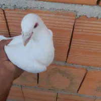 سفید عراقی نر درشت وهیکلی|پرنده|مینودشت, |دیوار