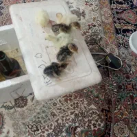 جوجه بوقلمون|حیوانات مزرعه|نیشابور, مبارکه|دیوار