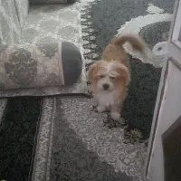 واگذاری سگ ب علت حساسیت خانواده