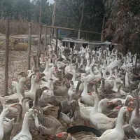 خریدوفروش غاز وجوجه غازاردک خروس تعداد بالا