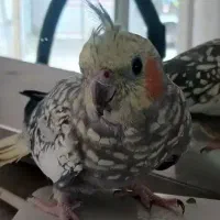 طوطی عروس ماده