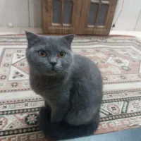 گربه اسکاتیش|گربه|فسا, |دیوار