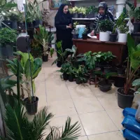 دو مغازه ۱۸ متری و ۱۲ متری سر نبش خیابان اصلی|فروش مغازه و غرفه|مشهد, شهرک امام هادی (شهرک غرب)|دیوار