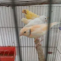 فروش قناری ماده با۳تاجوجه