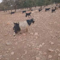 دوبر|حیوانات مزرعه|لردگان, |دیوار