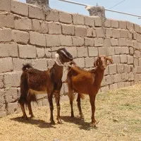 سه تا گیسه بز رشتی چاق  سرحال مناسب مالداری و کشتن