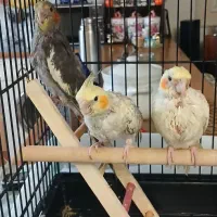 ۳ تا جوجه عروس هلندی
