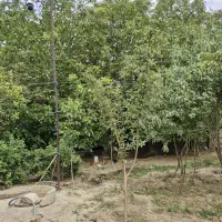 باغ-با-موقعیت-خیلی-خوب