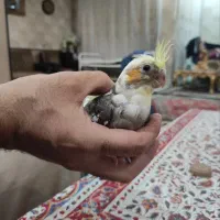 جوجه عروس هلندی لوتینو دوکت|پرنده|پیشوا, |دیوار