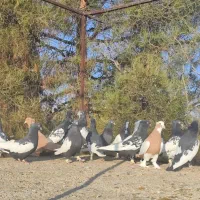 ۱۷ تا کفتر بهبهانی و شهری