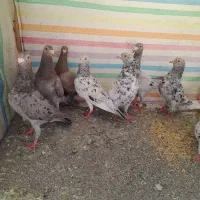 کبوترانامبر نروماده