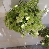 گل و گیاه|گل و گیاه طبیعی|مبارکه, |دیوار