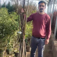 انواع نهال گردو مناسب احداث کاشت باغ