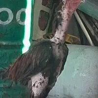 خروس لاری