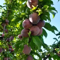 عرضه انواع نهال پیوندی و بذری