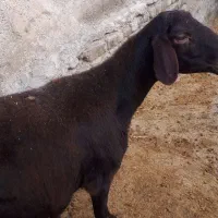 گوسفند|حیوانات مزرعه|بروجرد, |دیوار