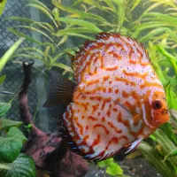 ماهی اکواریومی