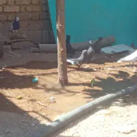 کبوتر|پرنده|شیراز, دوکوهک|دیوار