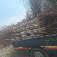 نهال و درخت نارون و وکس