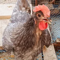 آیسبار نژاد خالص|حیوانات مزرعه|تهران, باغ فیض|دیوار