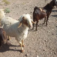 شیشک تخم سه قلو