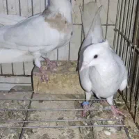 کبوتر طوقی کله سیاه|پرنده|بندر ماهشهر, |دیوار
