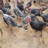 بوقلمون