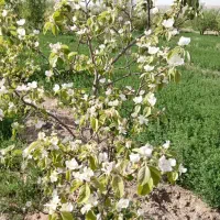 زمین زراعی|فروش دفتر صنعتی، کشاورزی، تجاری|راین, |دیوار