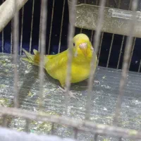 فروش جفت مرغ عشق