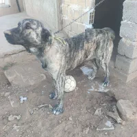 سگ افقان|سگ|قیدار, |دیوار
