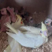 جوجه عروس هلندی سرلاکی