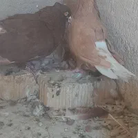 نرو ماده سرخ و زرد دمسفید