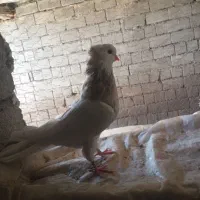 نقابی