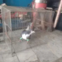 شیرسیاه