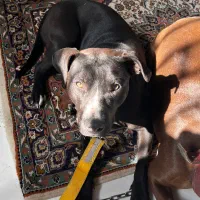 معاوضه پیتبول