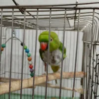 طوطی ملنگو ماده|پرنده|قدس, شهرقدس|دیوار